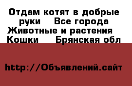 Отдам котят в добрые руки. - Все города Животные и растения » Кошки   . Брянская обл.